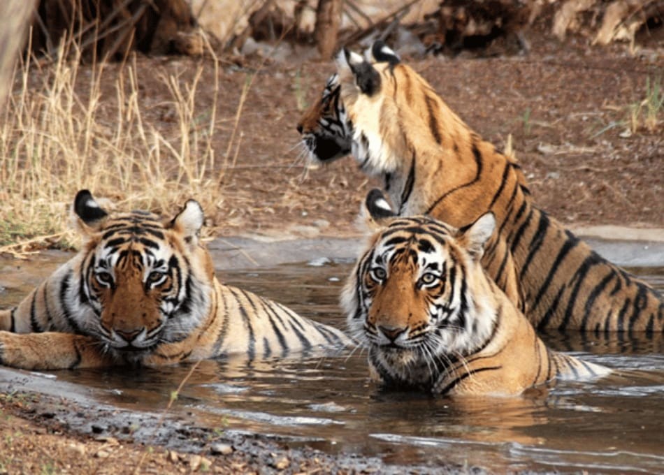 Palkot Wildlife Sanctuary — sal forest elephant corridor in Gumla district, Jharkhand