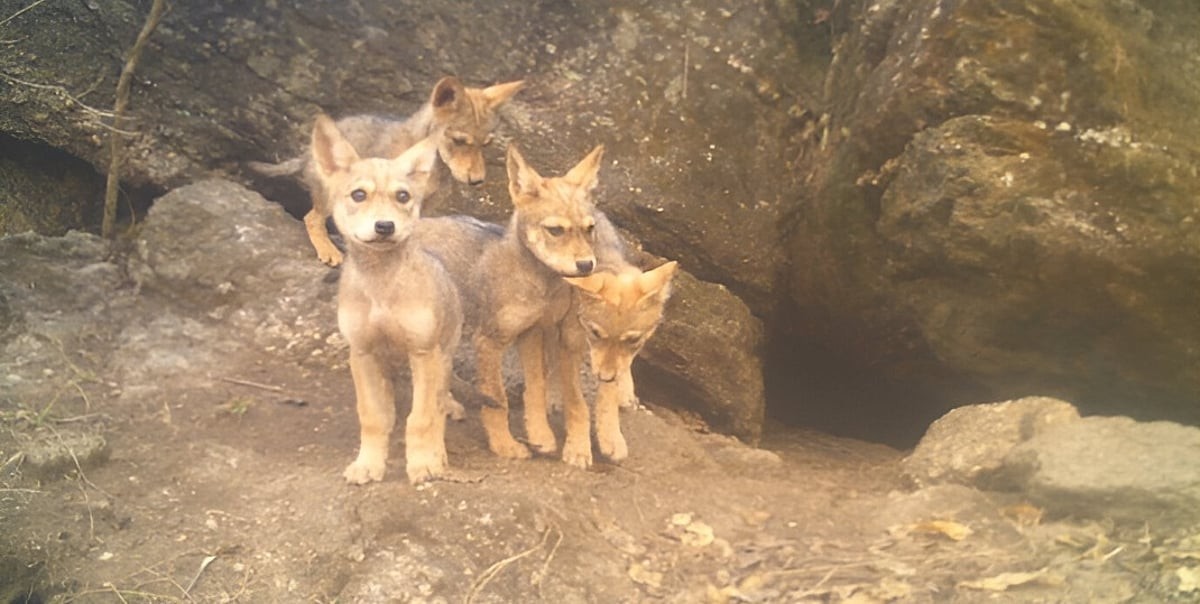 Mahuadanr Wolf Sanctuary — Chechari Valley in the Palamau Tiger Reserve, Latehar district, Jharkhand