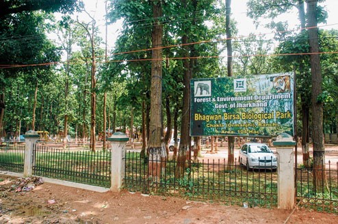 Bhagwan Birsa Biological Park Ormanjhi — white tiger in naturalistic enclosure within sal forest, Ranchi, Jharkhand